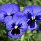 Pansy, Swiss Giant Ullswater (Viola wittrockiana) - 50 seeds seed packet from Seed Therapy – American - grown, heirloom seeds