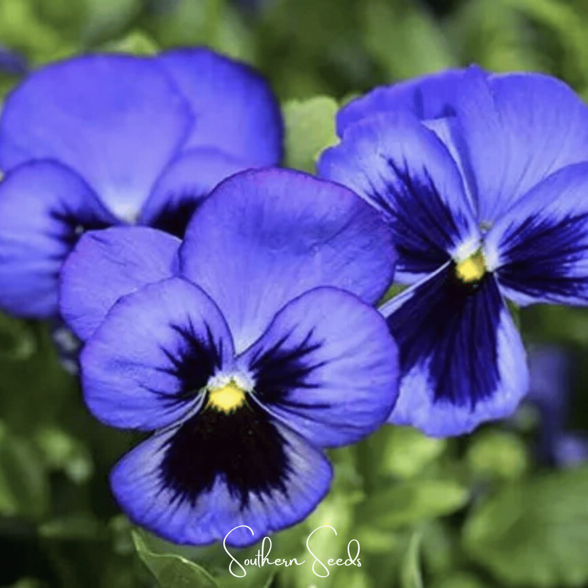 Pansy, Swiss Giant Ullswater (Viola wittrockiana) - 50 seeds seed packet from Seed Therapy – American - grown, heirloom seeds