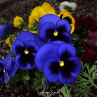 Pansy, Swiss Giant Ullswater (Viola wittrockiana) - 50 seeds seed packet from Seed Therapy – American - grown, heirloom seeds