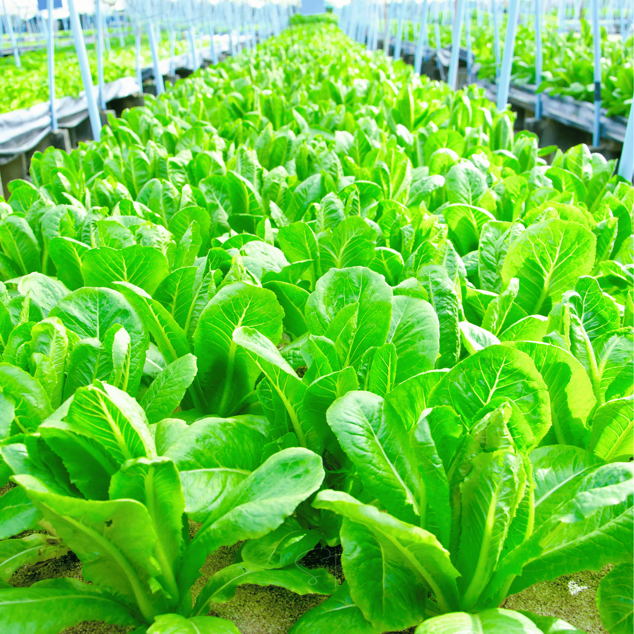 Parris Island Cos Lettuce – 500 Seeds seed packet from Seed Therapy – American - grown, heirloom seeds