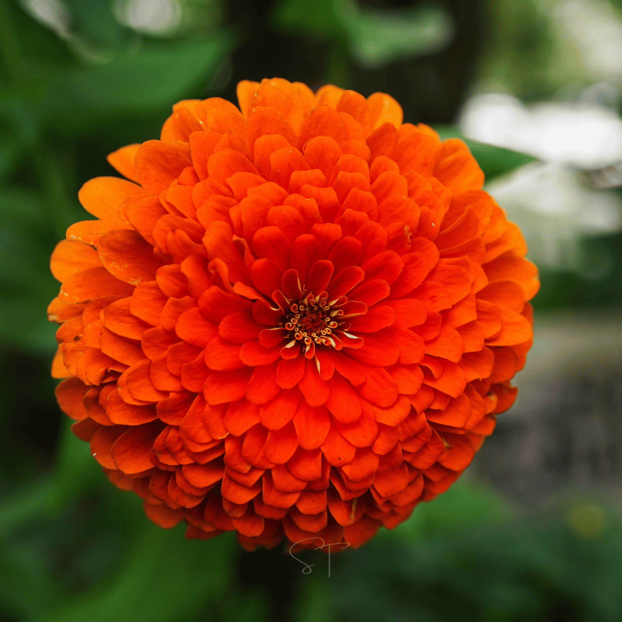 Peach Cobbler Zinnia – 100 Seeds seed packet from Seed Therapy – American - grown, heirloom seeds