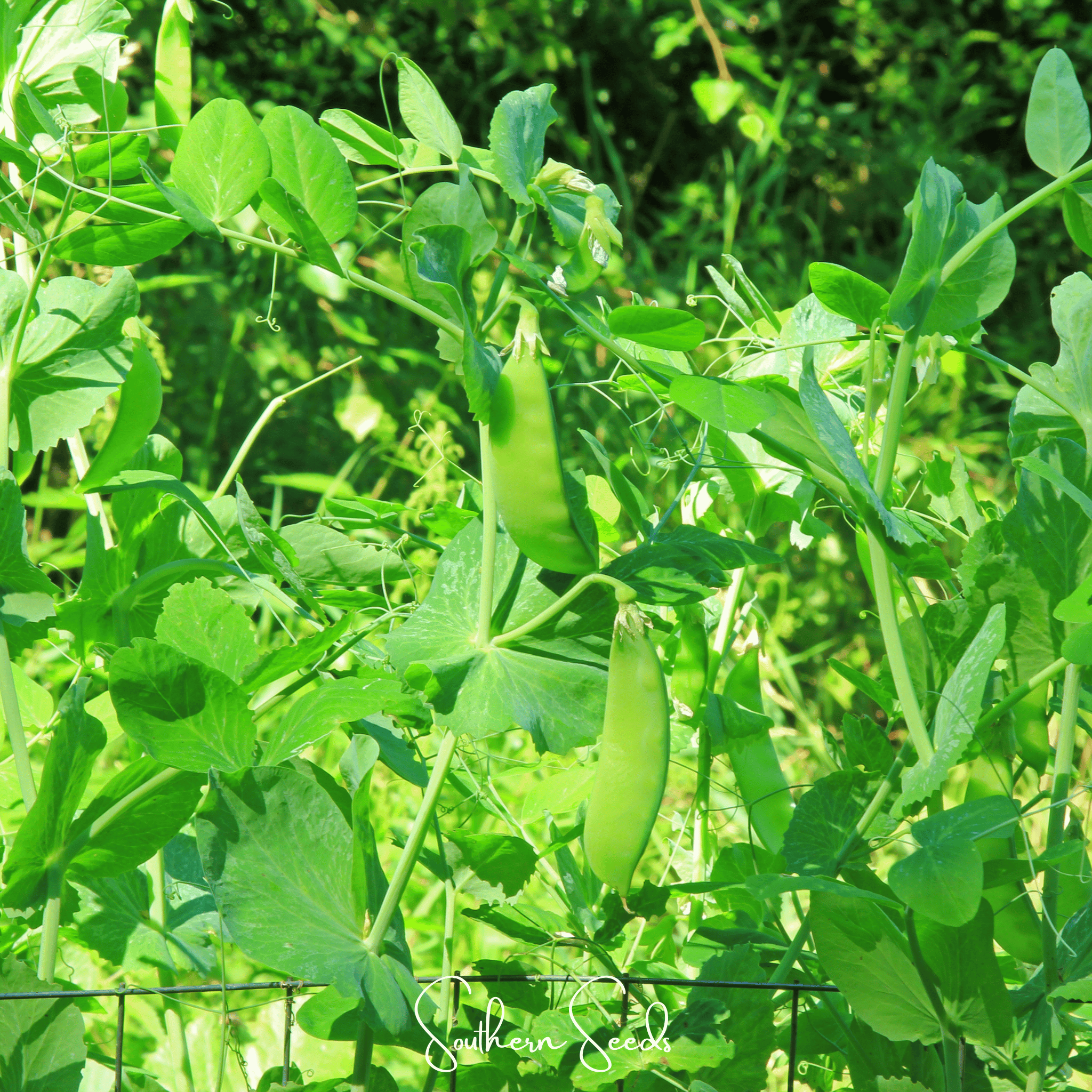 Peas, Snow, Oregon Sugar II (Pisum sativum) - 25 Seeds seed packet from Seed Therapy – American - grown, heirloom seeds