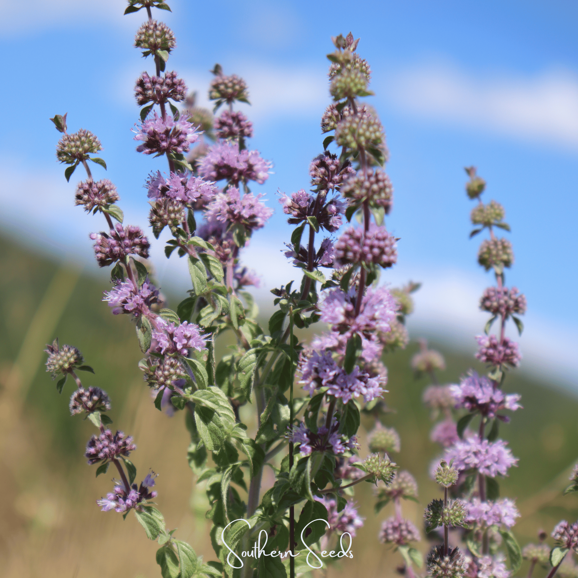 Pennyroyal (Mentha pulegium) - 100 seeds seed packet from Seed Therapy – American - grown, heirloom seeds