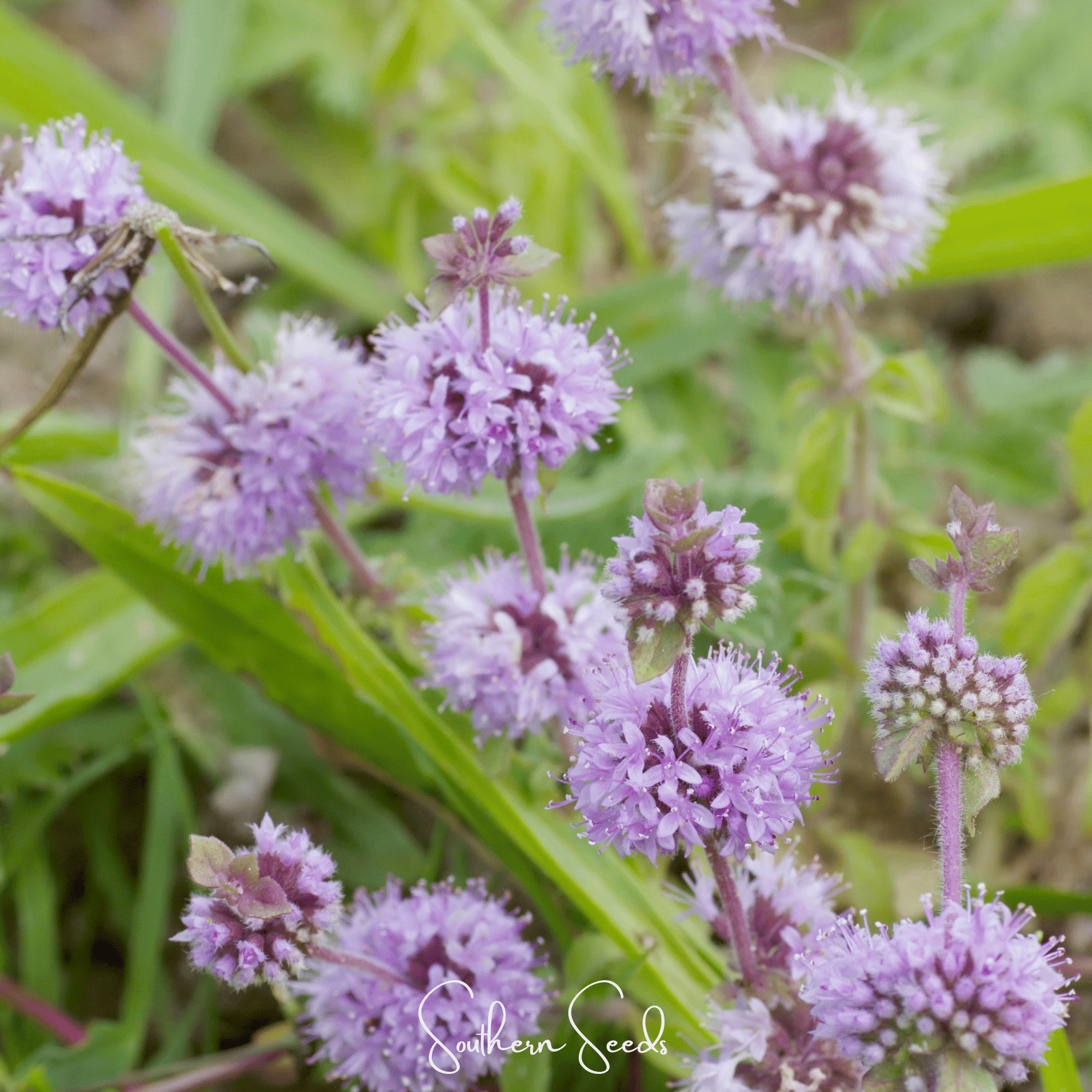 Pennyroyal (Mentha pulegium) - 100 seeds seed packet from Seed Therapy – American - grown, heirloom seeds