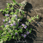 Pennyroyal (Mentha pulegium) - 100 seeds seed packet from Seed Therapy – American - grown, heirloom seeds