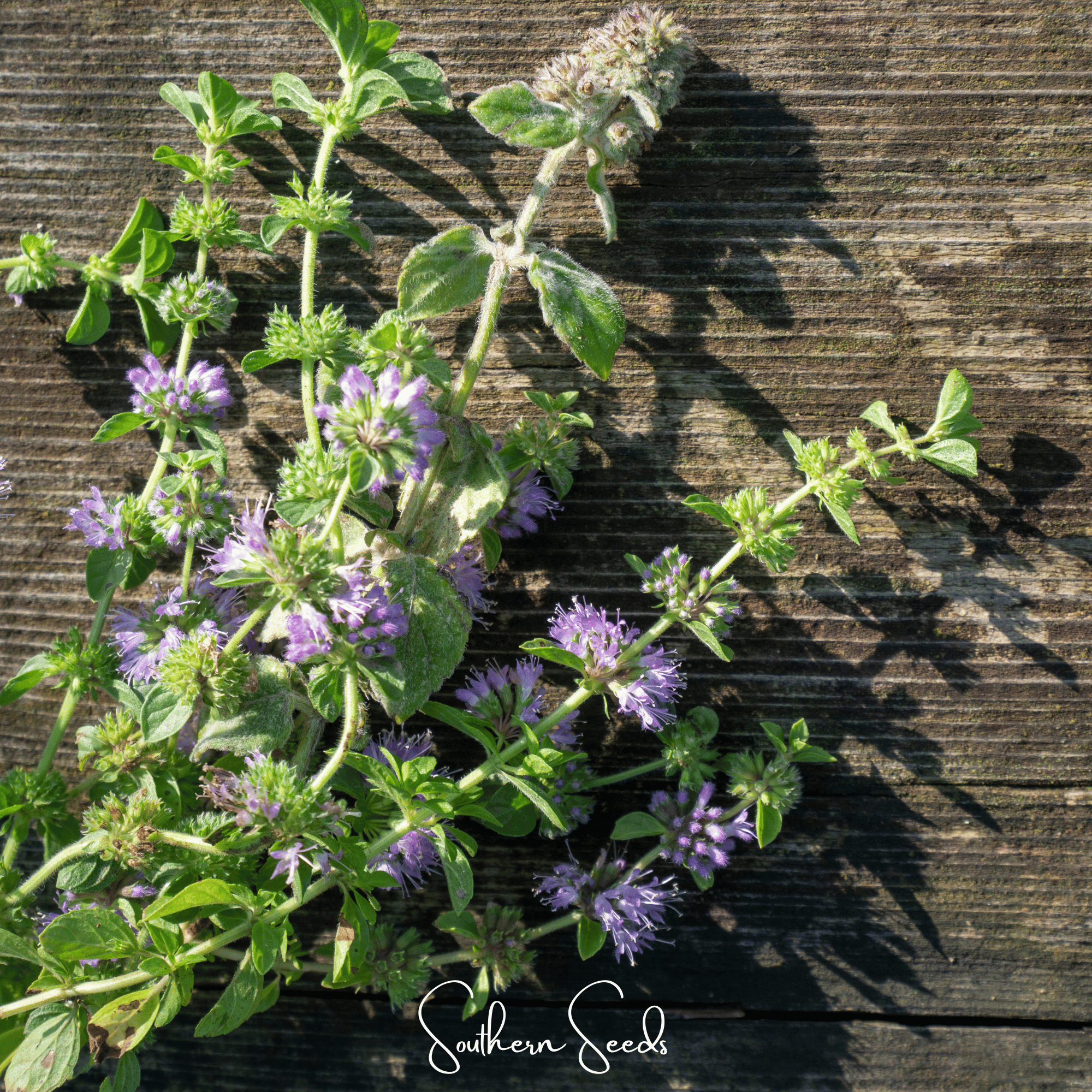 Pennyroyal (Mentha pulegium) - 100 seeds seed packet from Seed Therapy – American - grown, heirloom seeds