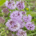 Pennyroyal (Mentha pulegium) - 100 seeds seed packet from Seed Therapy – American - grown, heirloom seeds