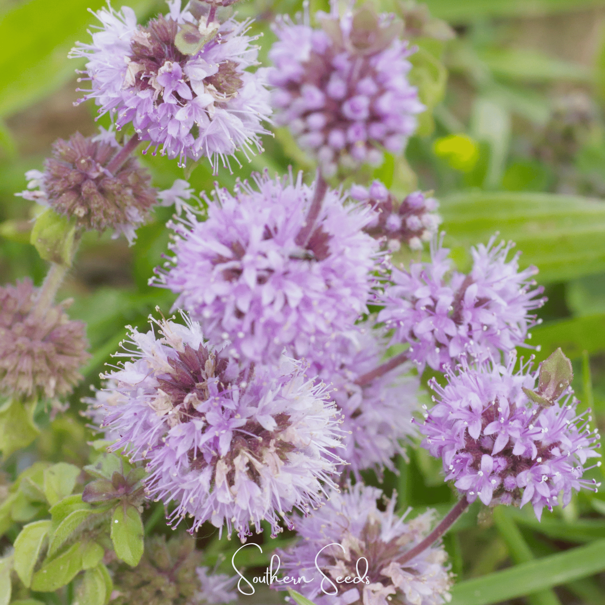 Pennyroyal (Mentha pulegium) - 100 seeds seed packet from Seed Therapy – American - grown, heirloom seeds