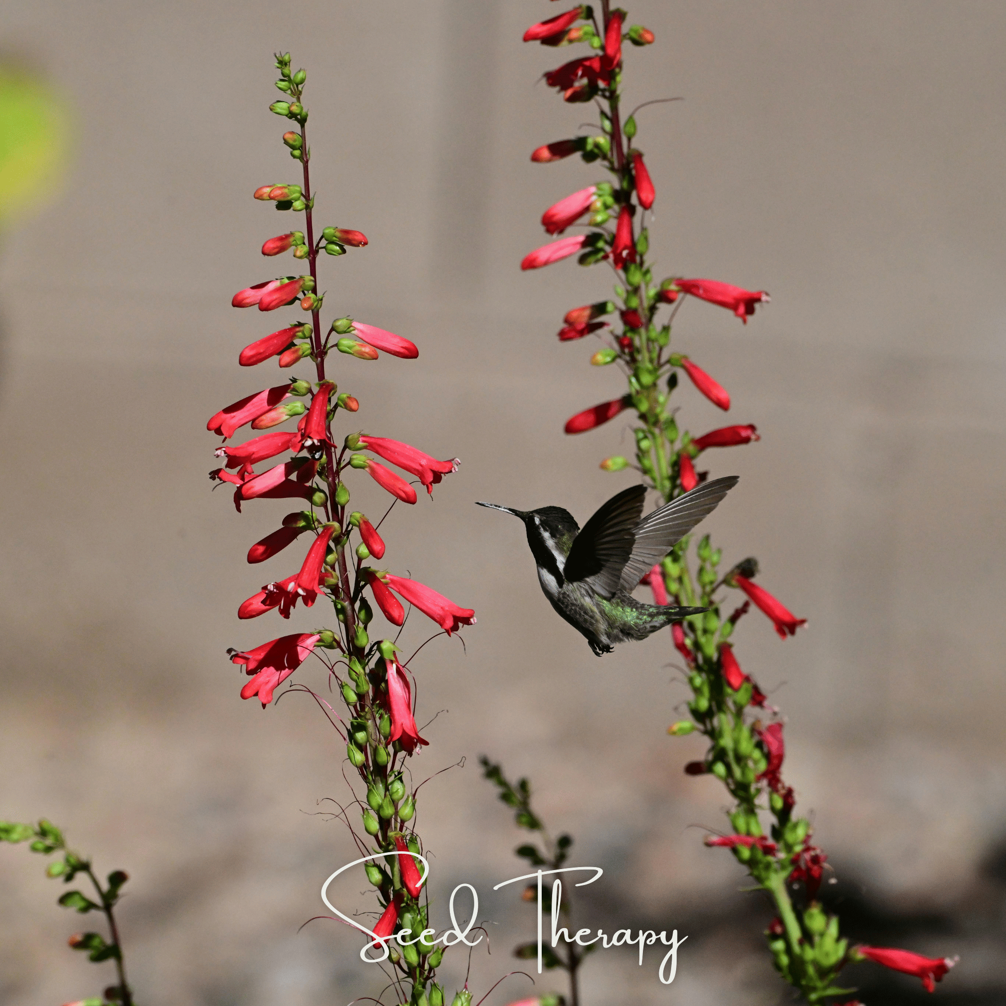 Penstemon, Firecracker (Penstemon eatonii) - 100 seeds seed packet from Seed Therapy – American - grown, heirloom seeds