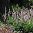 Penstemon, Palmer (Penstemon palmeri) - 100 Seeds seed packet from Seed Therapy – American - grown, heirloom seeds