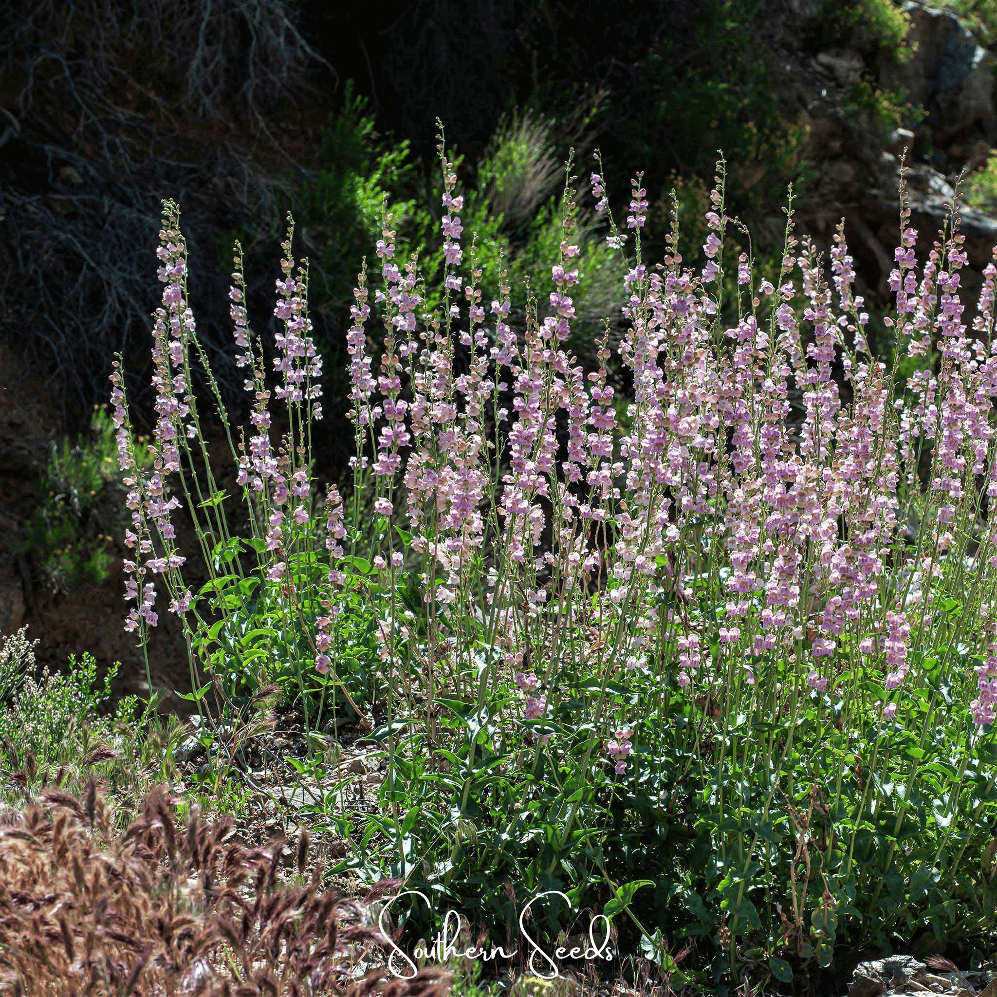 Penstemon, Palmer (Penstemon palmeri) - 100 Seeds seed packet from Seed Therapy – American - grown, heirloom seeds