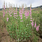 Penstemon, Palmer (Penstemon palmeri) - 100 Seeds seed packet from Seed Therapy – American - grown, heirloom seeds