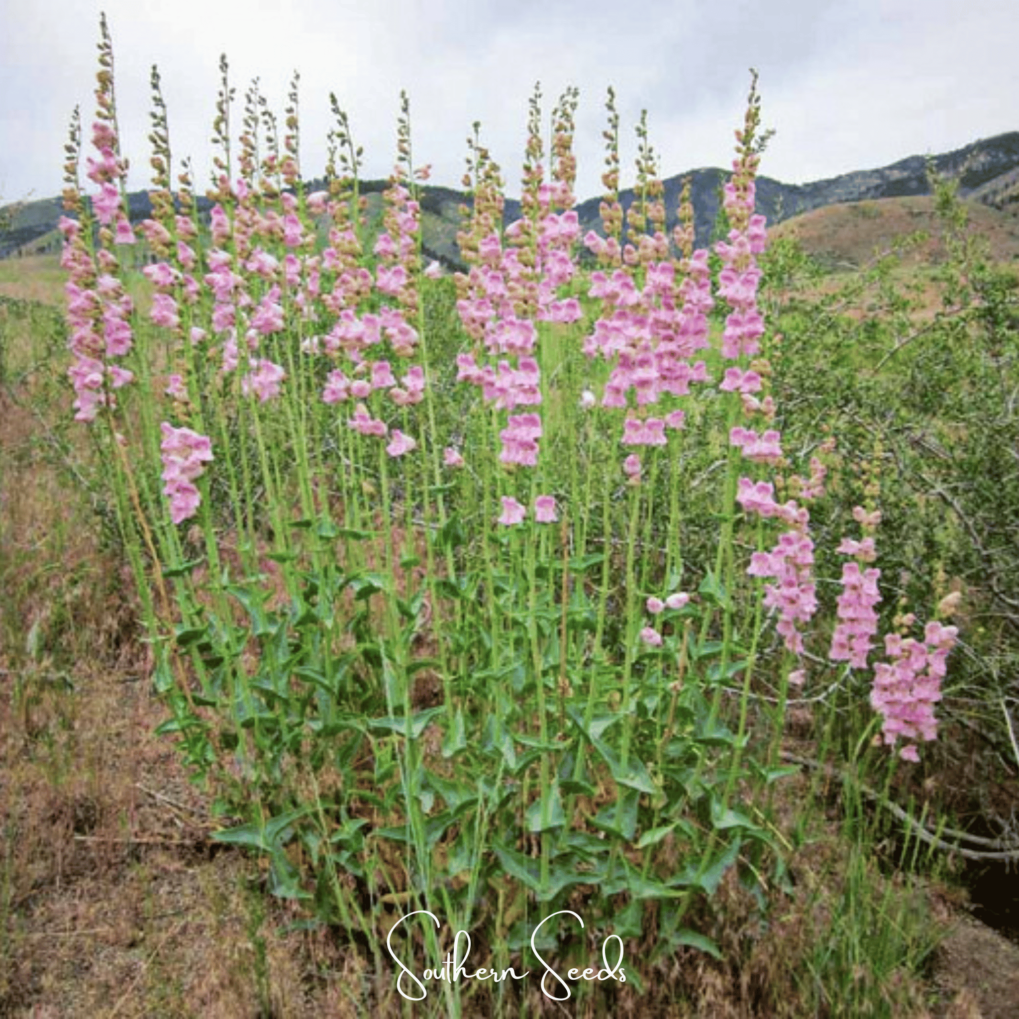 Penstemon, Palmer (Penstemon palmeri) - 100 Seeds seed packet from Seed Therapy – American - grown, heirloom seeds