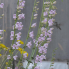 Penstemon, Palmer (Penstemon palmeri) - 100 Seeds seed packet from Seed Therapy – American - grown, heirloom seeds