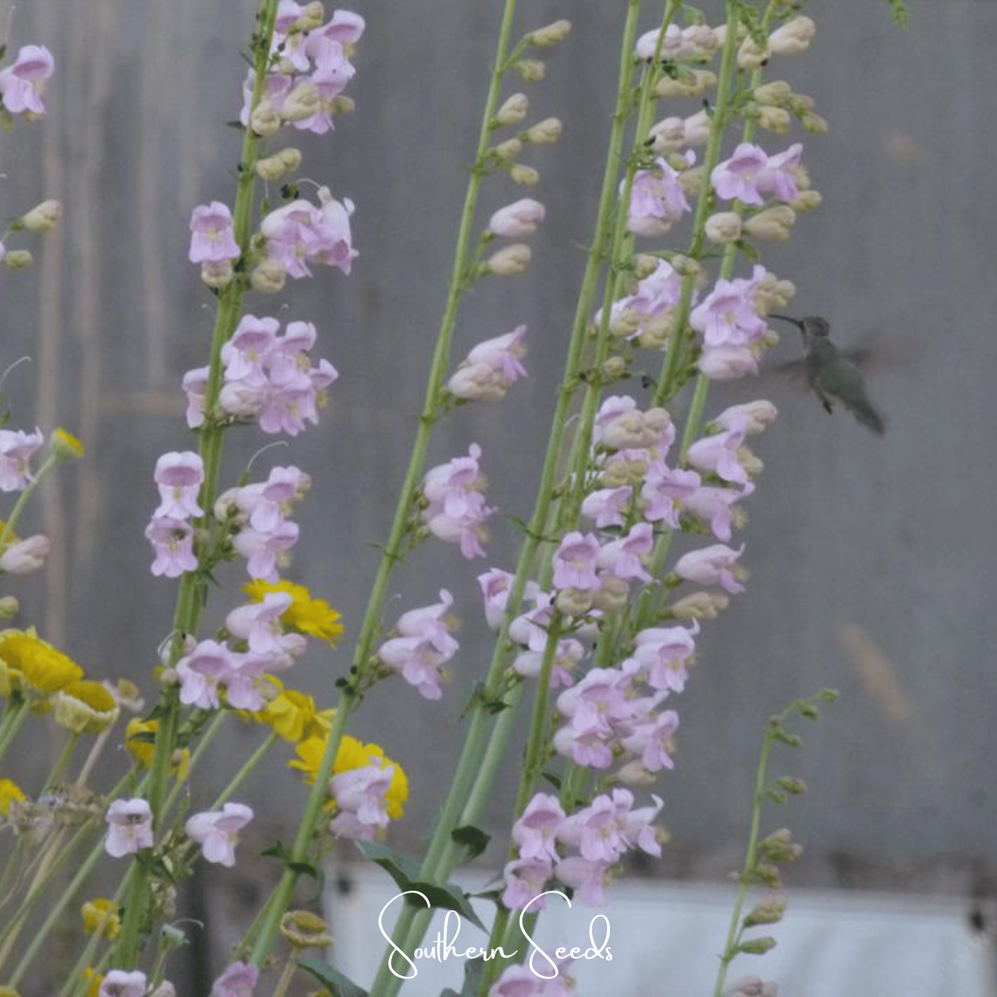 Penstemon, Palmer (Penstemon palmeri) - 100 Seeds seed packet from Seed Therapy – American - grown, heirloom seeds