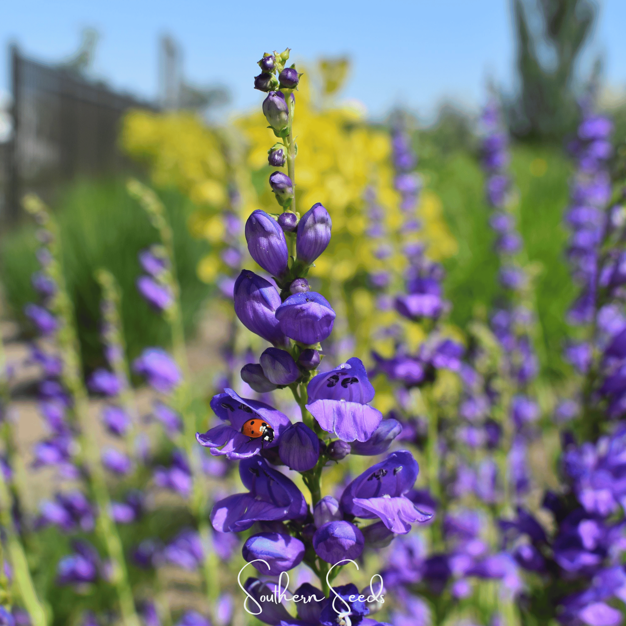Penstemon, Rocky Mountain (Penstemon strictus) - 100 Seeds seed packet from Seed Therapy – American - grown, heirloom seeds