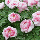 Peony, Moutan Tree (Paeonia suffruticosa) - 10 Seeds seed packet from Seed Therapy – American - grown, heirloom seeds