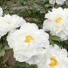 Peony, Moutan Tree (Paeonia suffruticosa) - 10 Seeds seed packet from Seed Therapy – American - grown, heirloom seeds