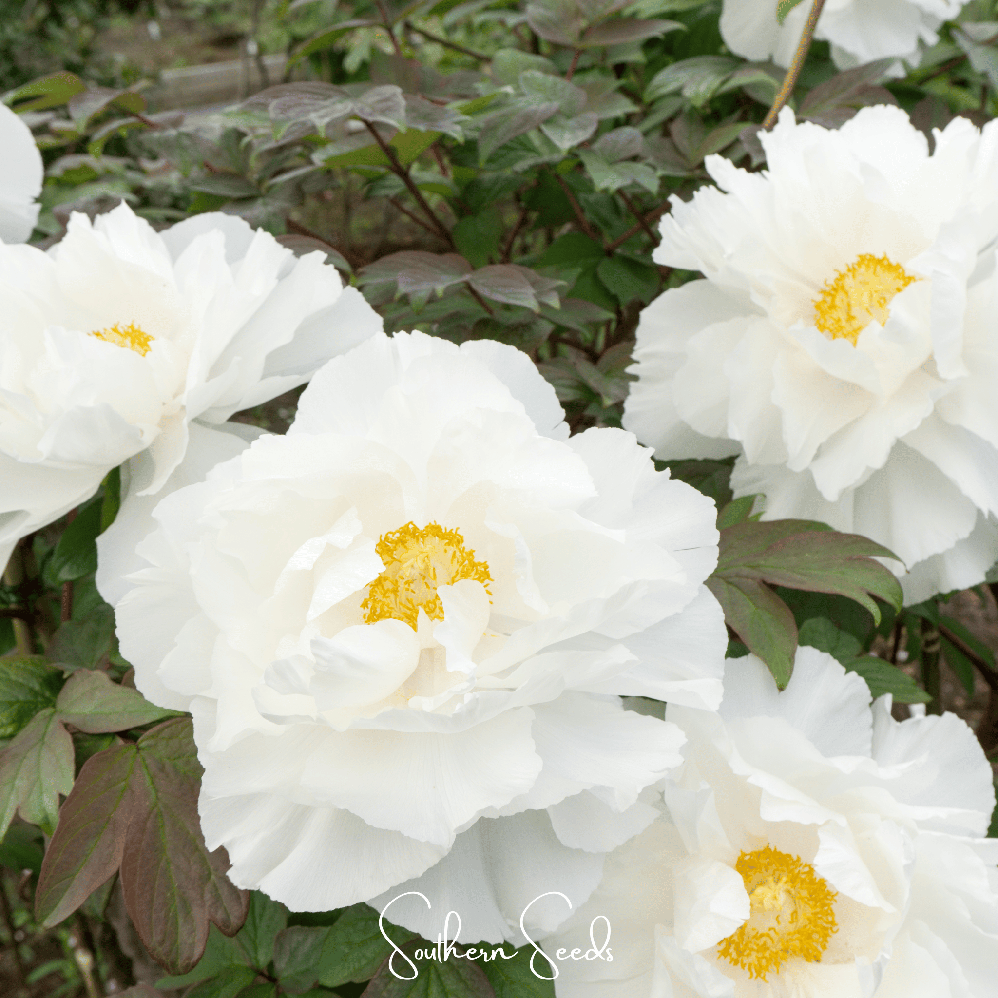 Peony, Moutan Tree (Paeonia suffruticosa) - 10 Seeds seed packet from Seed Therapy – American - grown, heirloom seeds