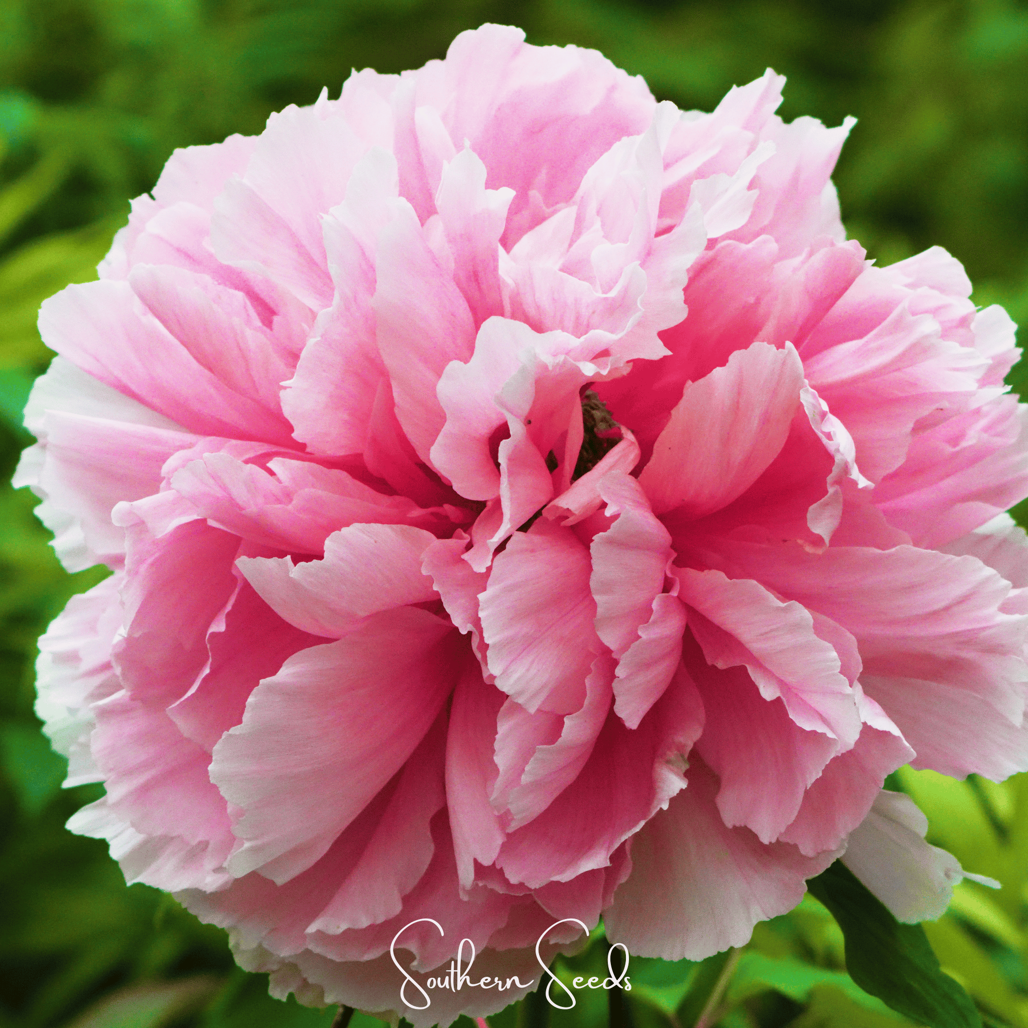 Peony, Moutan Tree (Paeonia suffruticosa) - 10 Seeds seed packet from Seed Therapy – American - grown, heirloom seeds