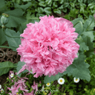 Peony Poppy, Pale Rose (Papaver paeoniflorum) - 100 Seeds seed packet from Seed Therapy – American - grown, heirloom seeds