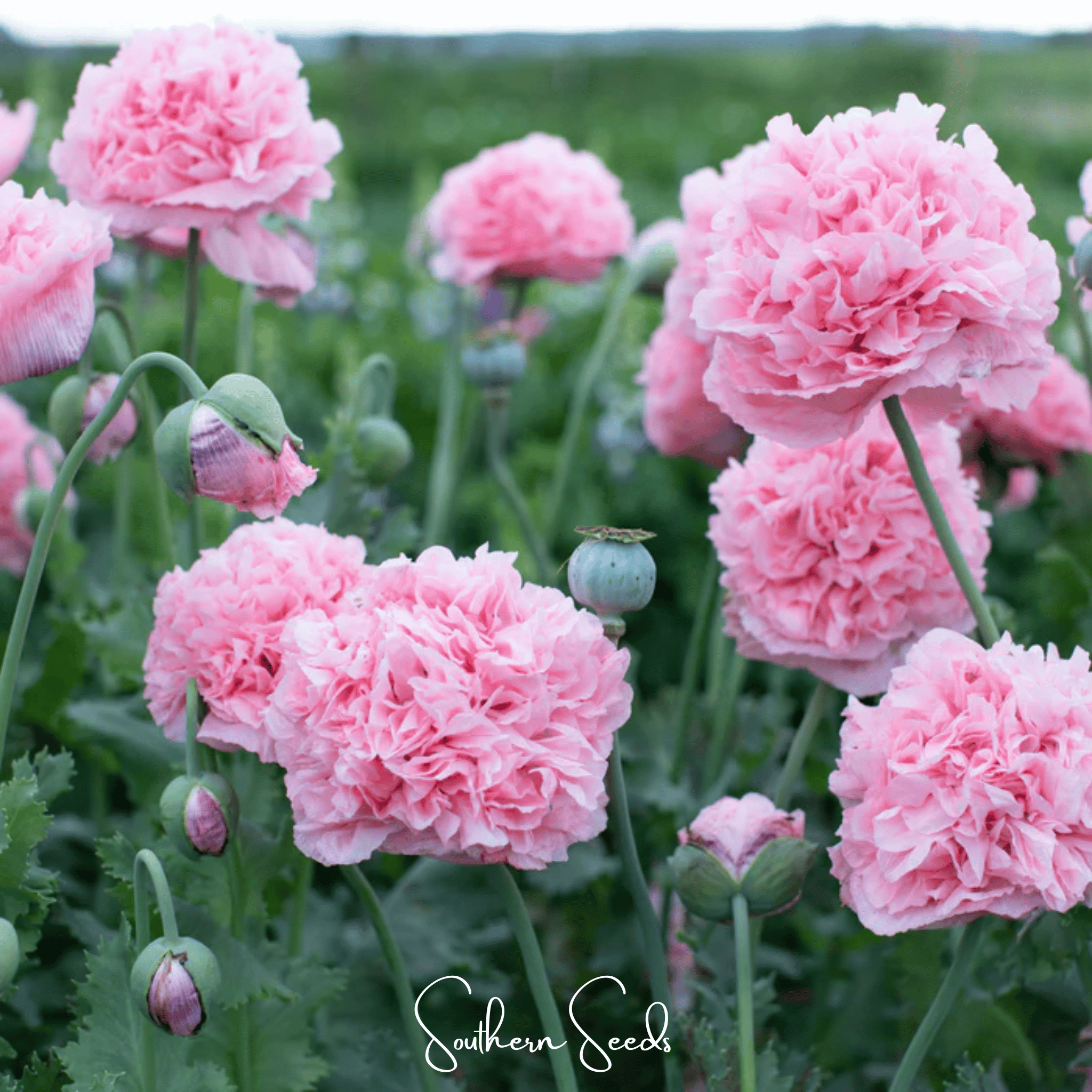 Peony Poppy, Pale Rose (Papaver paeoniflorum) - 100 Seeds seed packet from Seed Therapy – American - grown, heirloom seeds