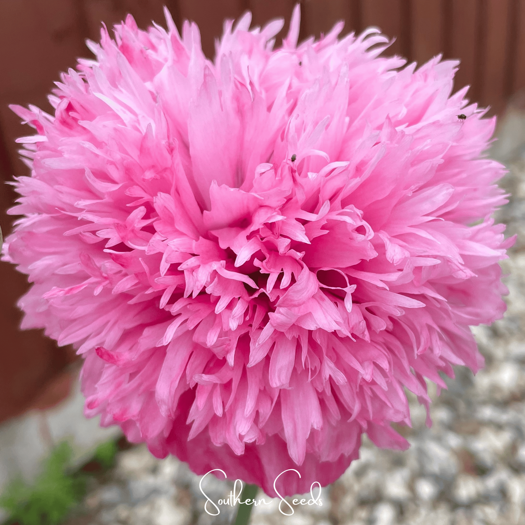 Peony Poppy, Pale Rose (Papaver paeoniflorum) - 100 Seeds seed packet from Seed Therapy – American - grown, heirloom seeds
