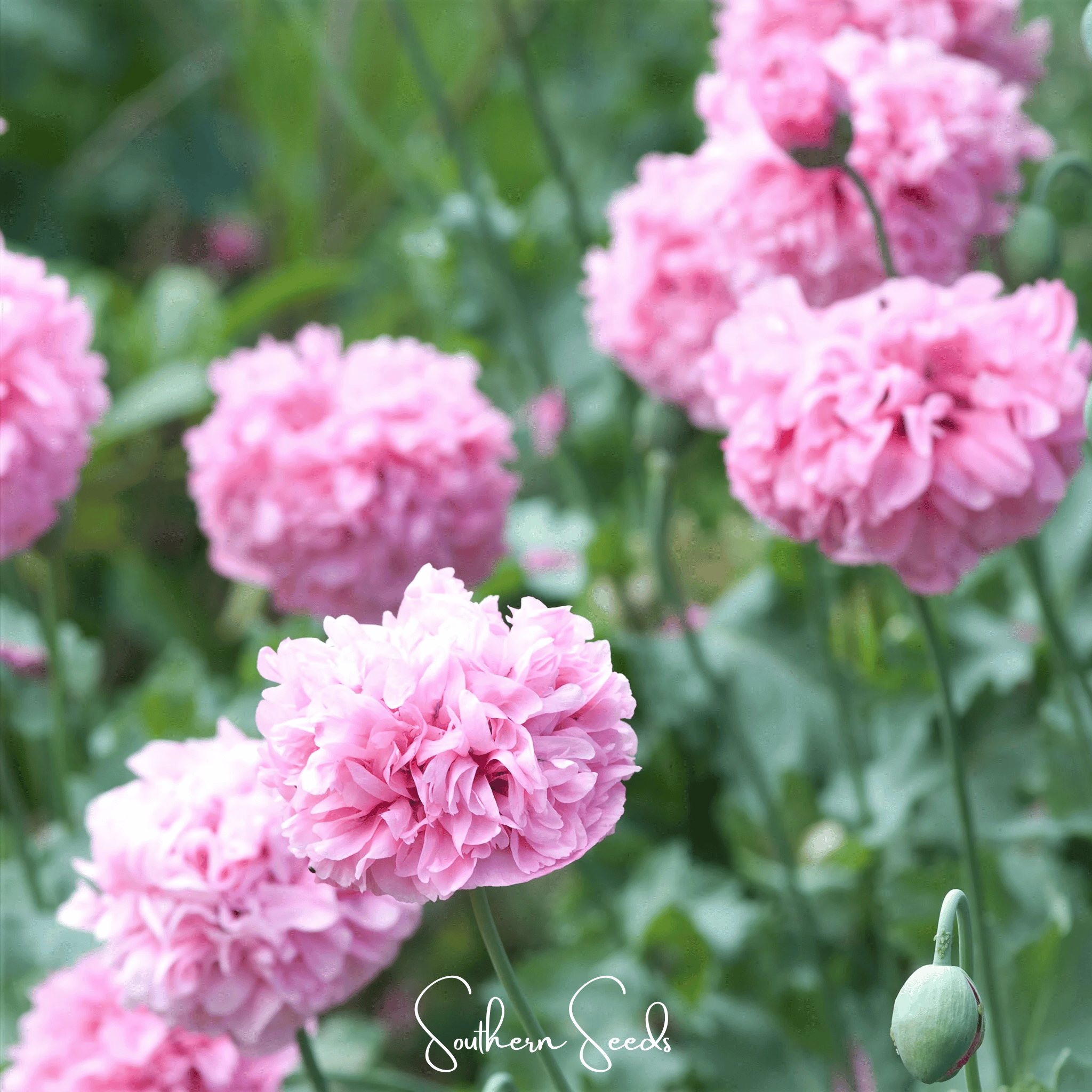 Peony Poppy, Pale Rose (Papaver paeoniflorum) - 100 Seeds seed packet from Seed Therapy – American - grown, heirloom seeds