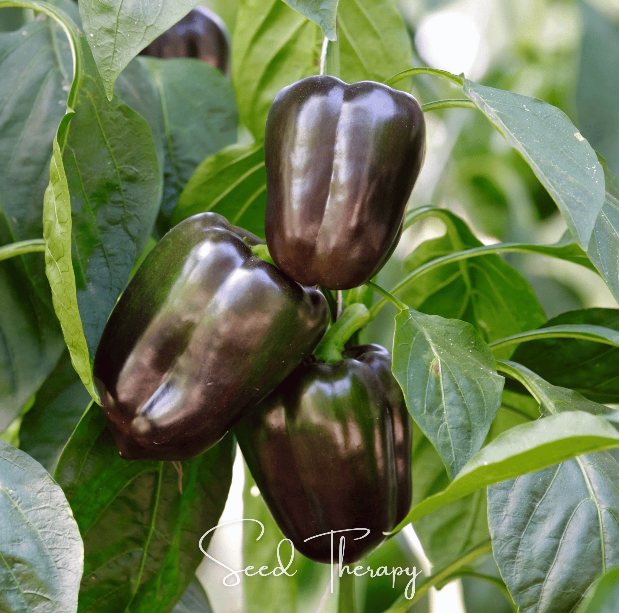 Pepper, Chocolate Beauty Bell (Capsicum annuum) - 30 Seeds seed packet from Seed Therapy – American - grown, heirloom seeds