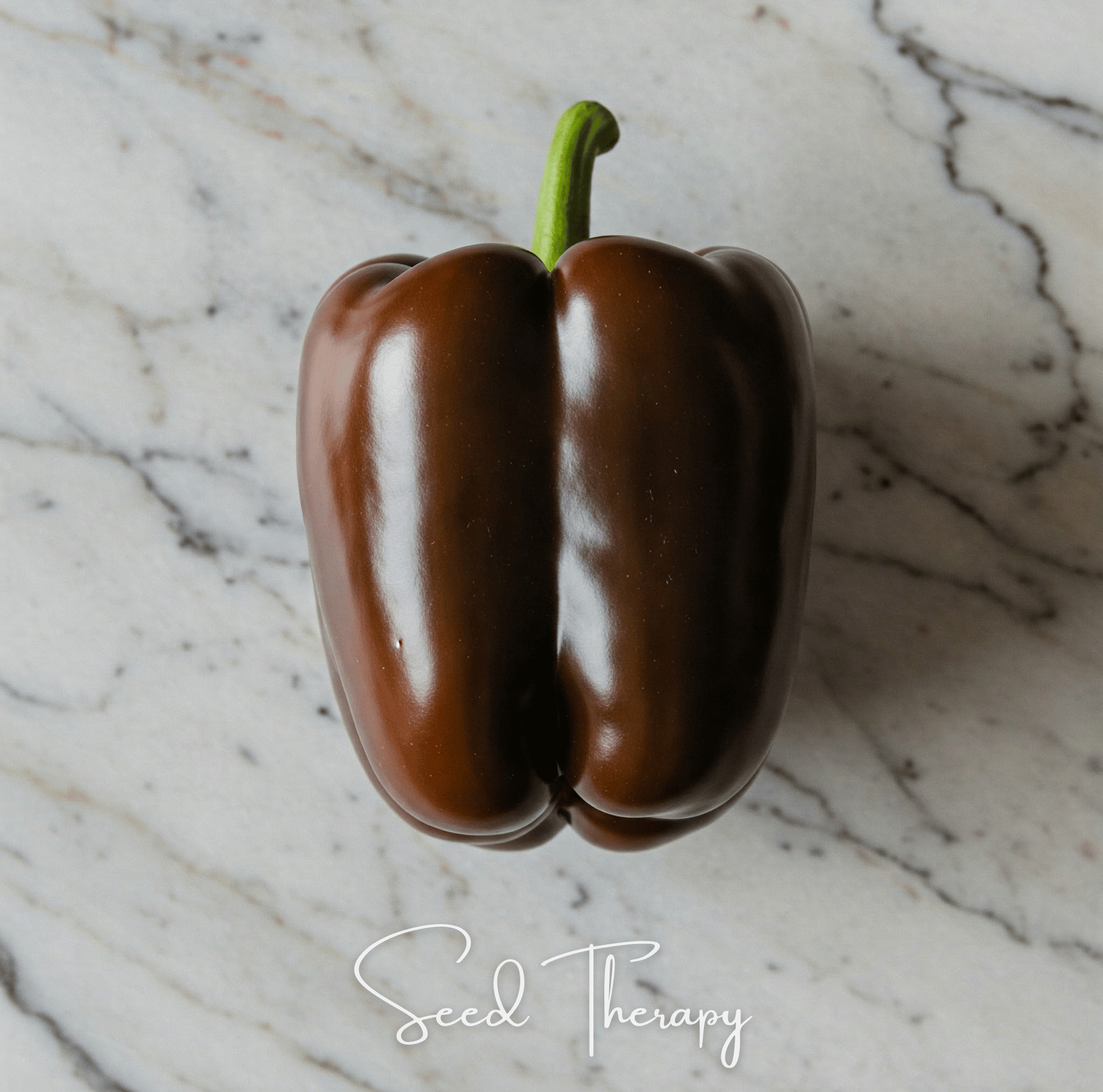 Pepper, Chocolate Beauty Bell (Capsicum annuum) - 30 Seeds seed packet from Seed Therapy – American - grown, heirloom seeds
