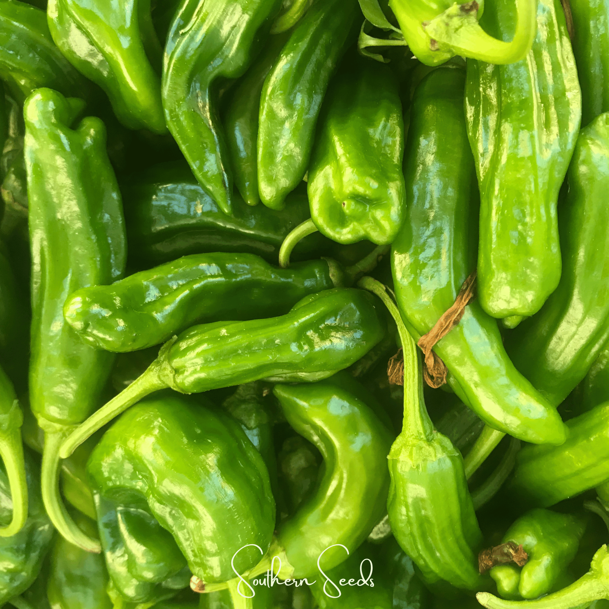 Pepper, Cubanelle Sweet (Capsicum annuum) - 25 Seeds seed packet from Seed Therapy – American - grown, heirloom seeds