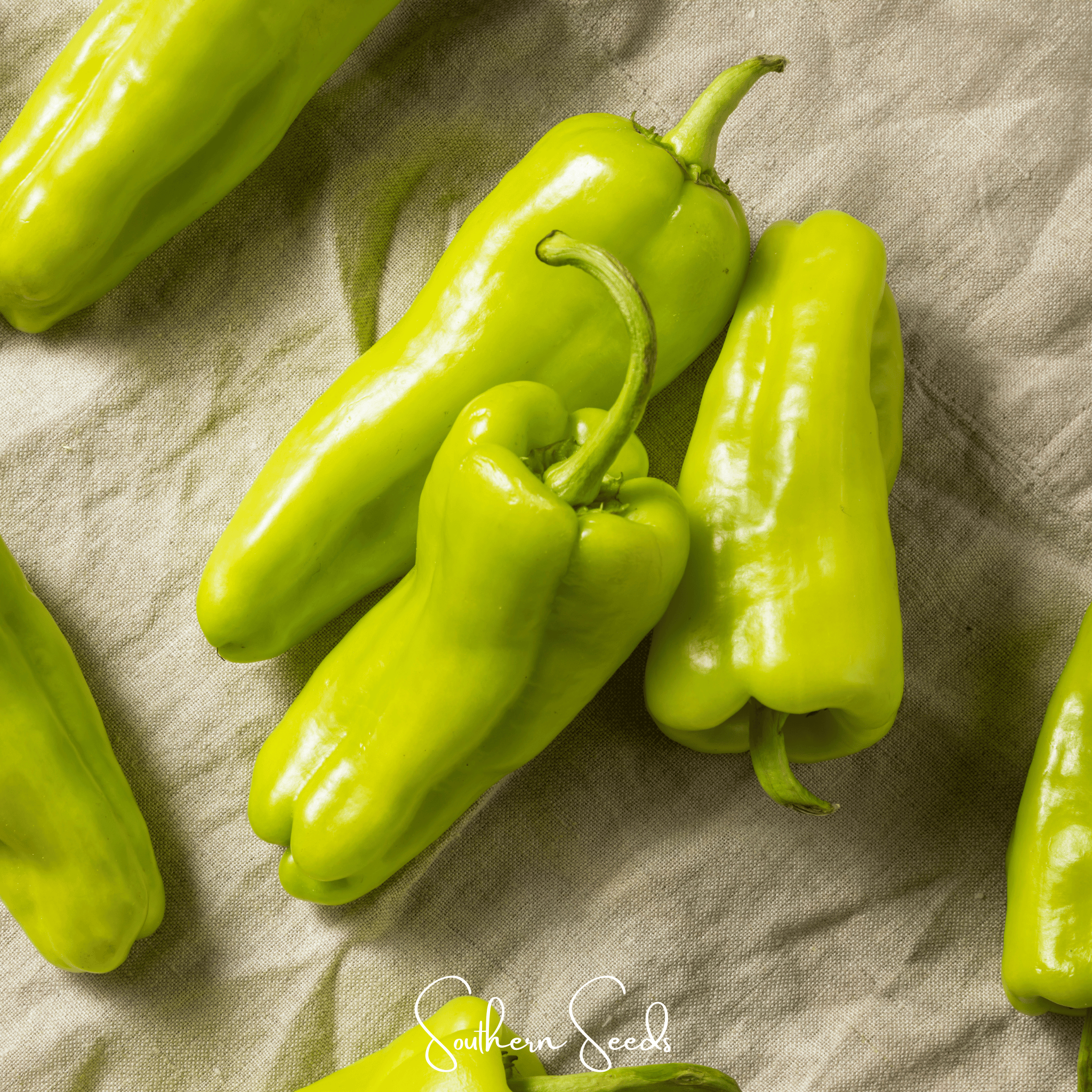 Pepper, Cubanelle Sweet (Capsicum annuum) - 25 Seeds seed packet from Seed Therapy – American - grown, heirloom seeds