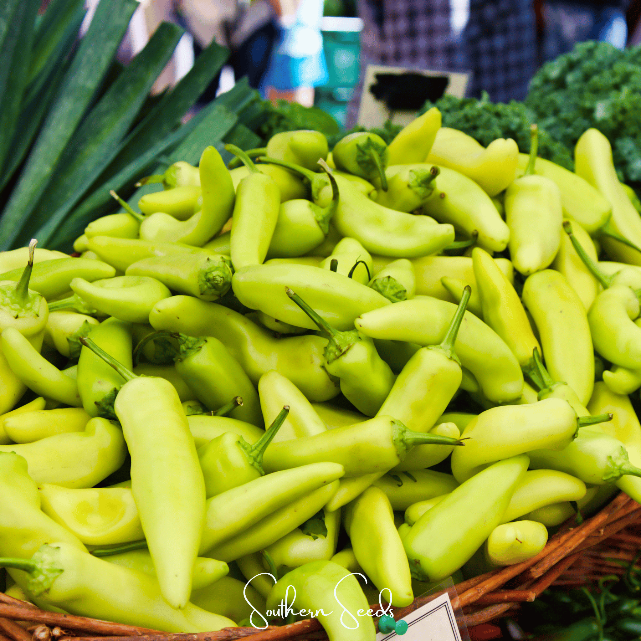 Pepper, Hungarian Wax (Capsicum annuum) - 30 Seeds seed packet from Seed Therapy – American - grown, heirloom seeds