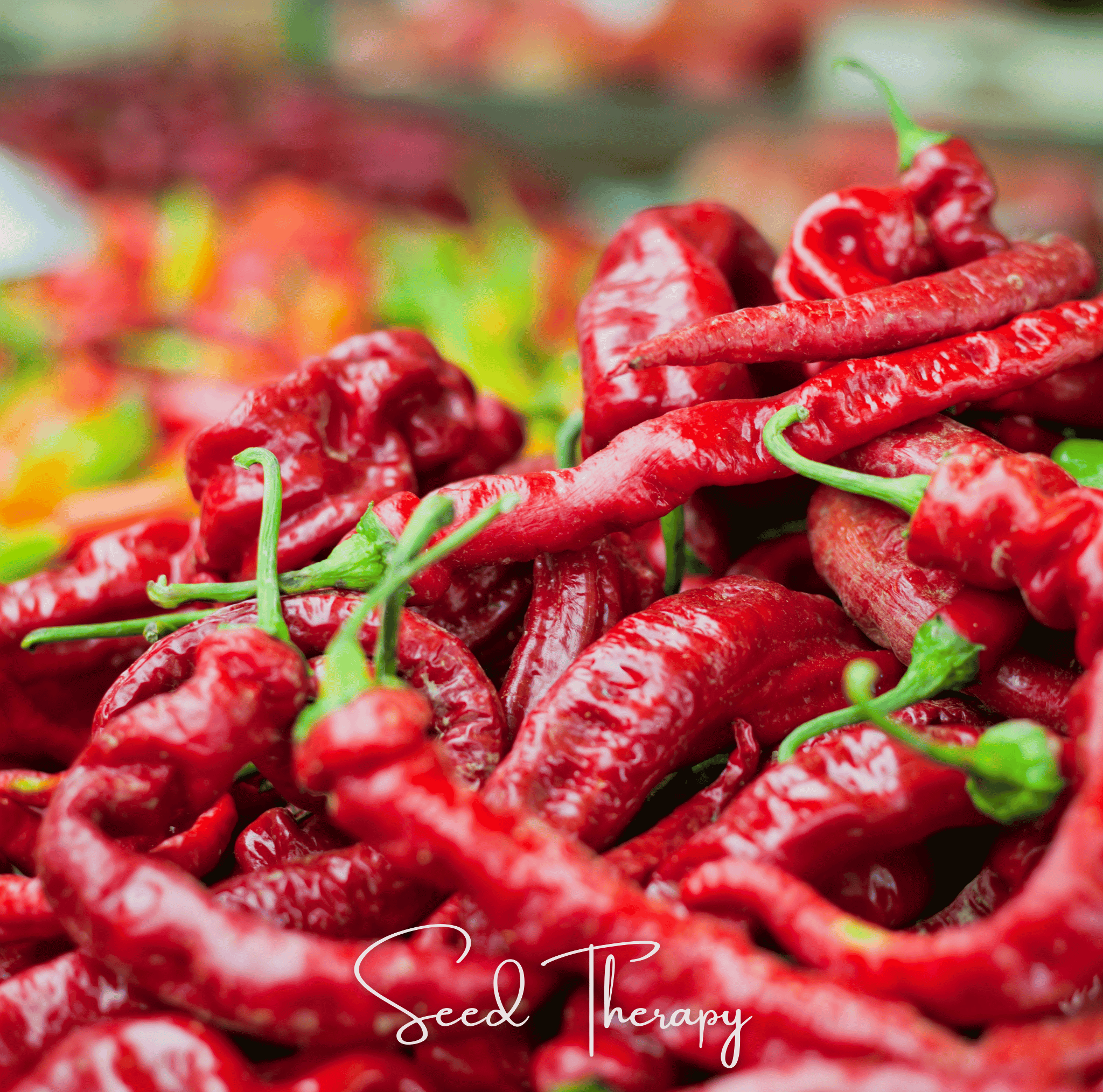 Pepper, Jimmy Nardello's (Capsicum annuum) - 25 Seeds seed packet from Seed Therapy – American - grown, heirloom seeds