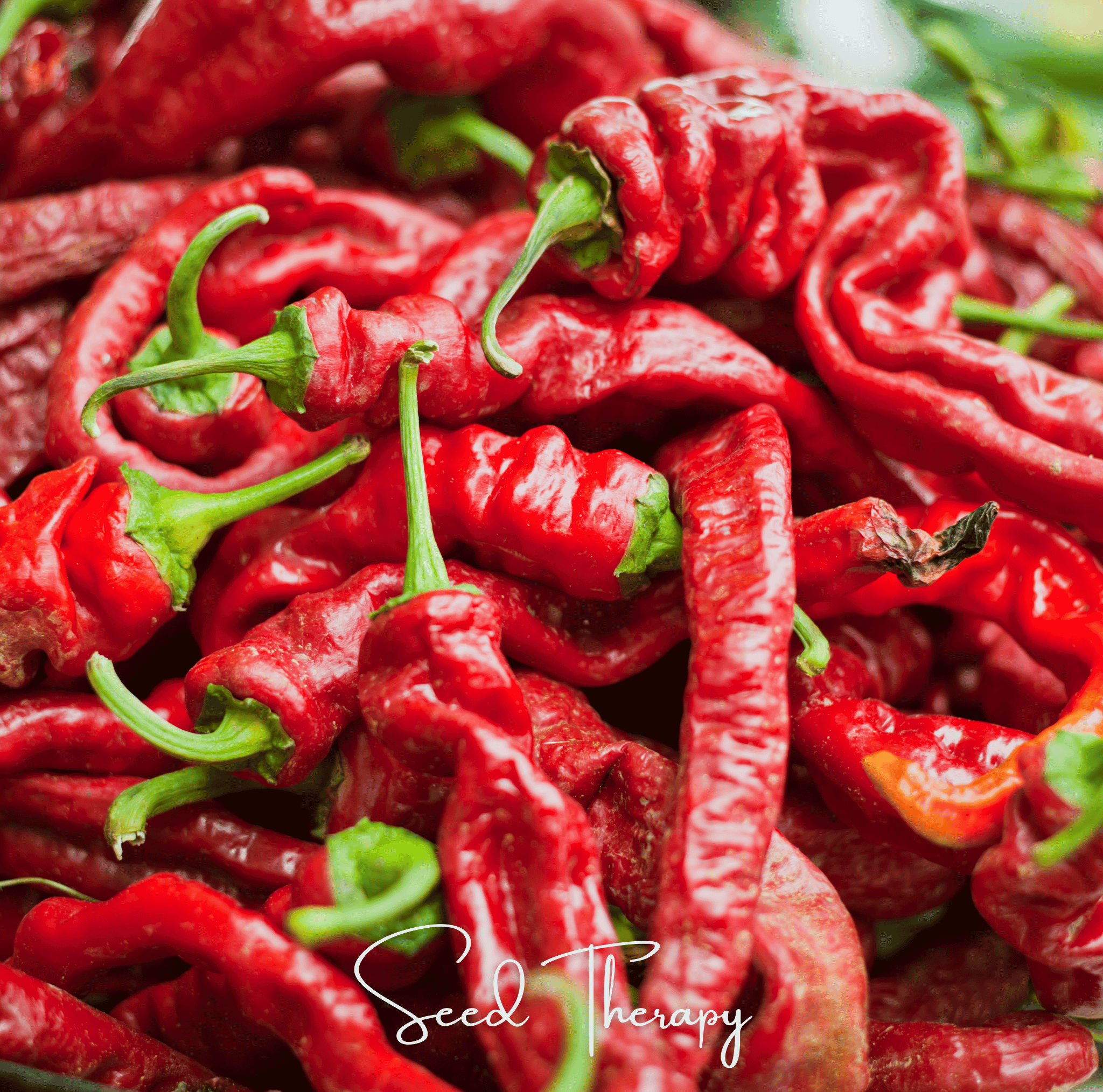 Pepper, Jimmy Nardello's (Capsicum annuum) - 25 Seeds seed packet from Seed Therapy – American - grown, heirloom seeds