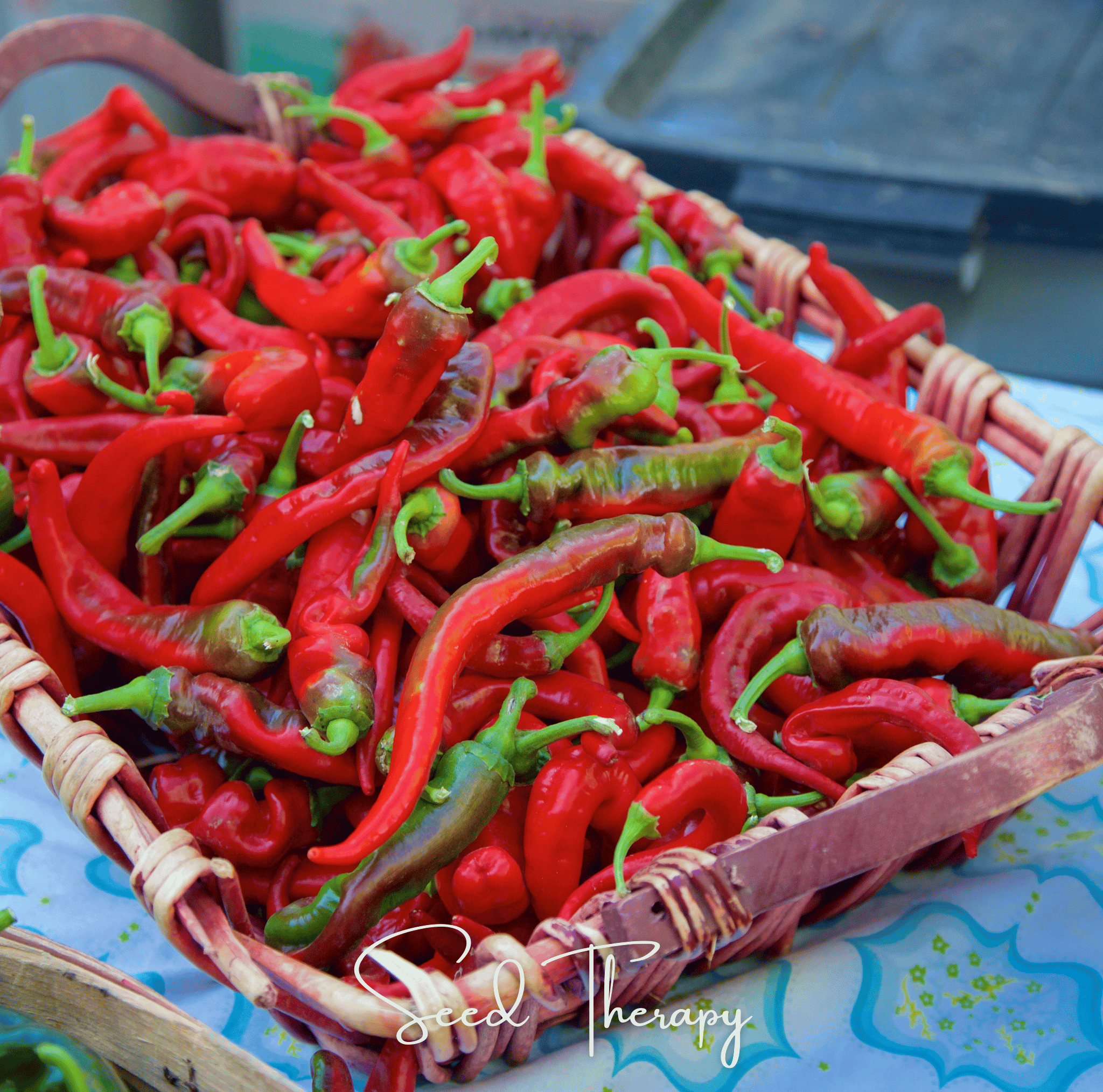 Pepper, Jimmy Nardello's (Capsicum annuum) - 25 Seeds seed packet from Seed Therapy – American - grown, heirloom seeds