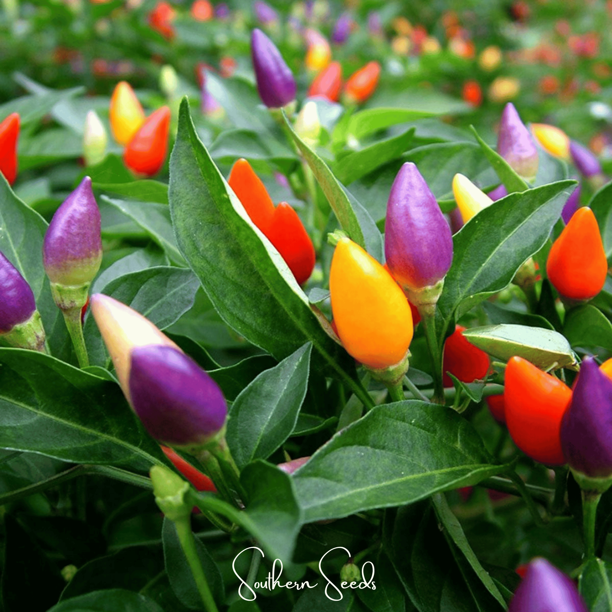 Pepper, Ornamental Mix (Capsicum annuum) - 30 Seeds seed packet from Seed Therapy – American - grown, heirloom seeds