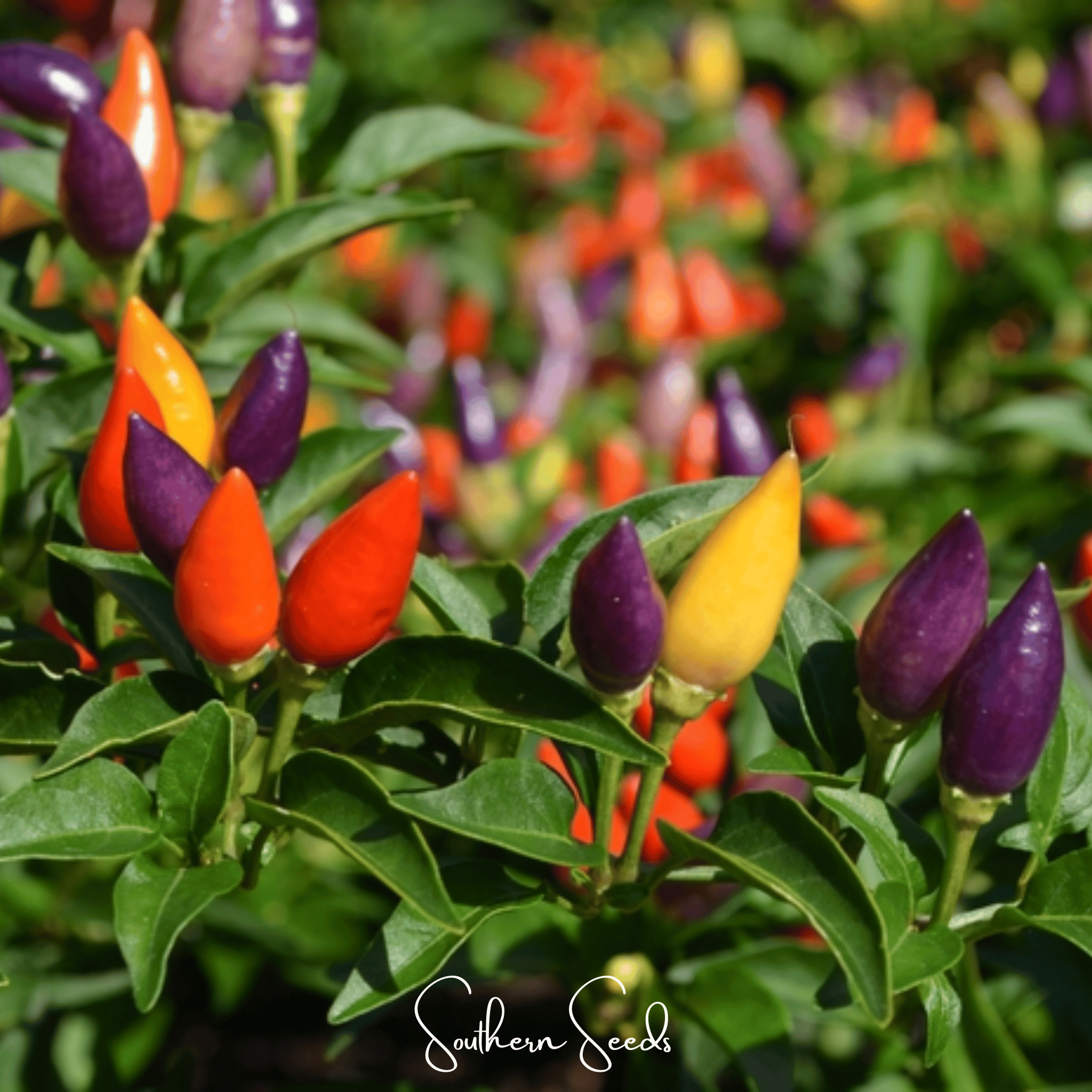 Pepper, Ornamental Mix (Capsicum annuum) - 30 Seeds seed packet from Seed Therapy – American - grown, heirloom seeds