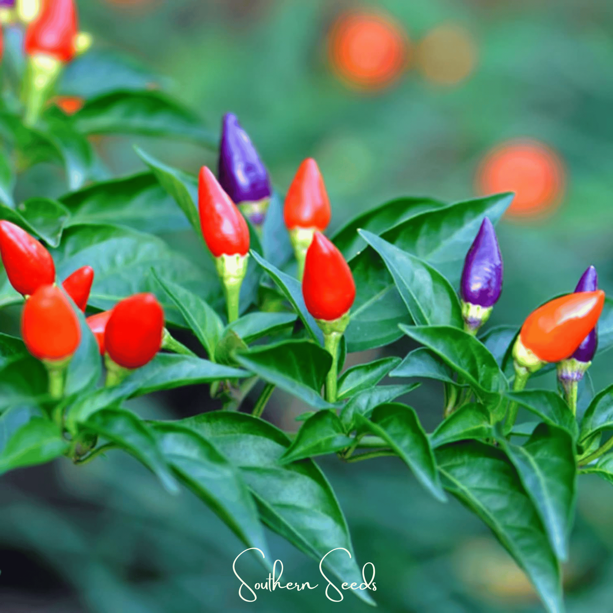Pepper, Ornamental Mix (Capsicum annuum) - 30 Seeds seed packet from Seed Therapy – American - grown, heirloom seeds