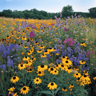 Perennial Wildflower Seed Mix (15 Varieties) – 1,000 Seeds seed packet from Seed Therapy – American - grown, heirloom seeds