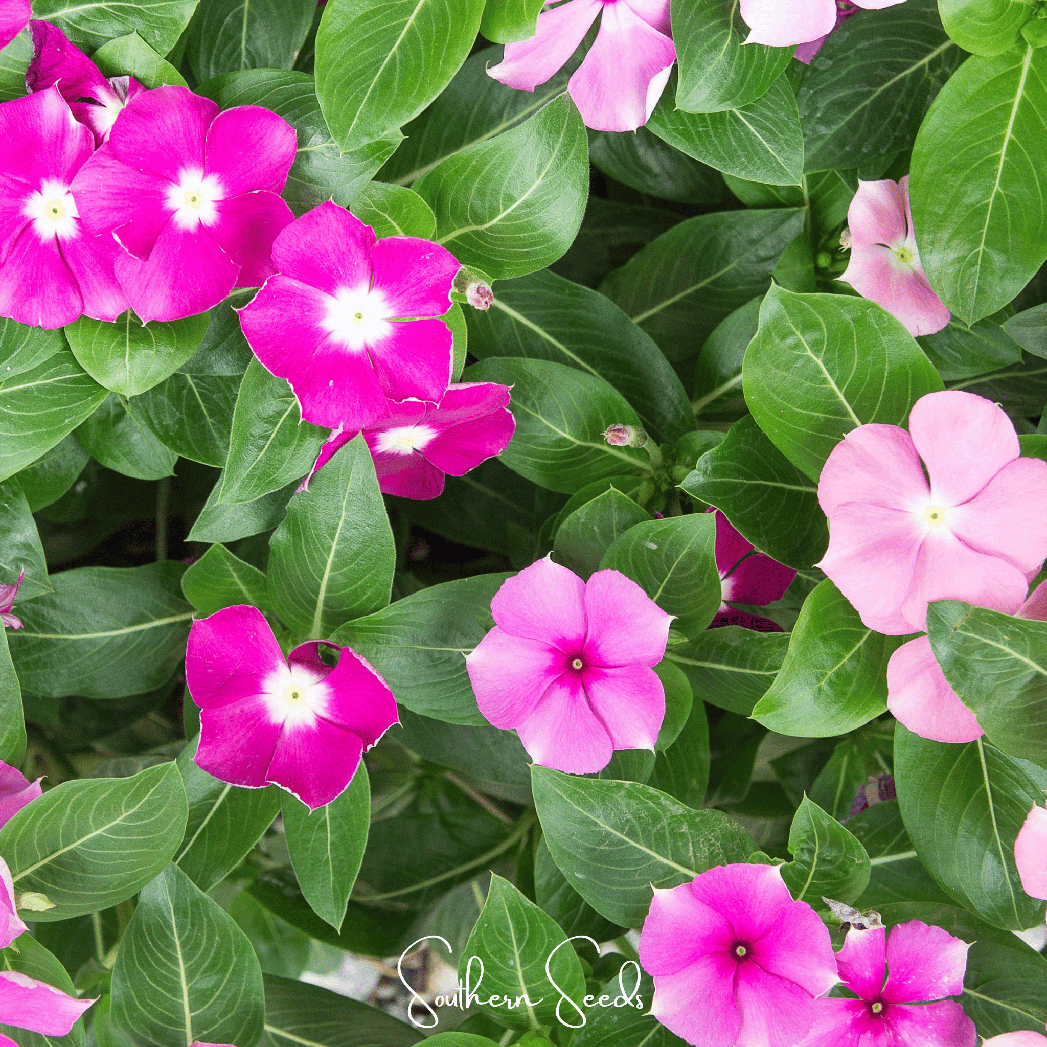 Periwinkle, Mix (Vinca rosea) - 100 Seeds seed packet from Seed Therapy – American - grown, heirloom seeds