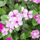 Periwinkle, Mix (Vinca rosea) - 100 Seeds seed packet from Seed Therapy – American - grown, heirloom seeds