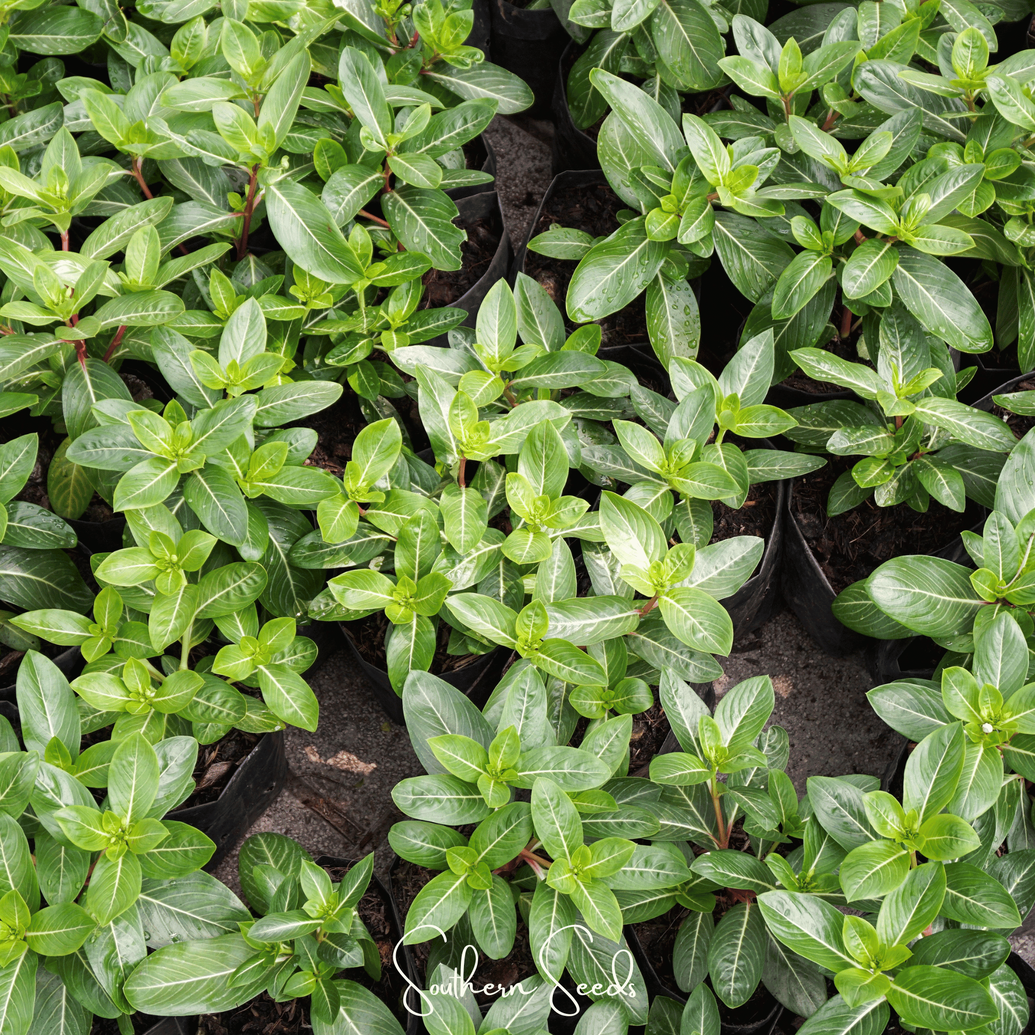 Periwinkle, Mix (Vinca rosea) - 100 Seeds seed packet from Seed Therapy – American - grown, heirloom seeds