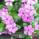 Periwinkle, Mix (Vinca rosea) - 100 Seeds seed packet from Seed Therapy – American - grown, heirloom seeds