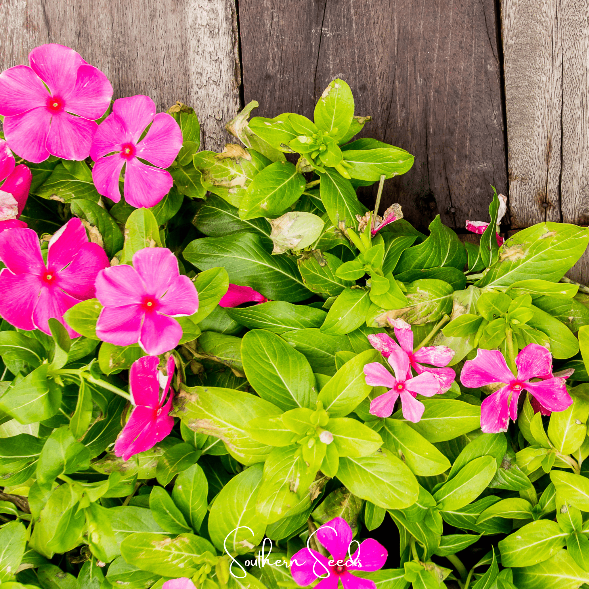 Periwinkle, Mix (Vinca rosea) - 100 Seeds seed packet from Seed Therapy – American - grown, heirloom seeds
