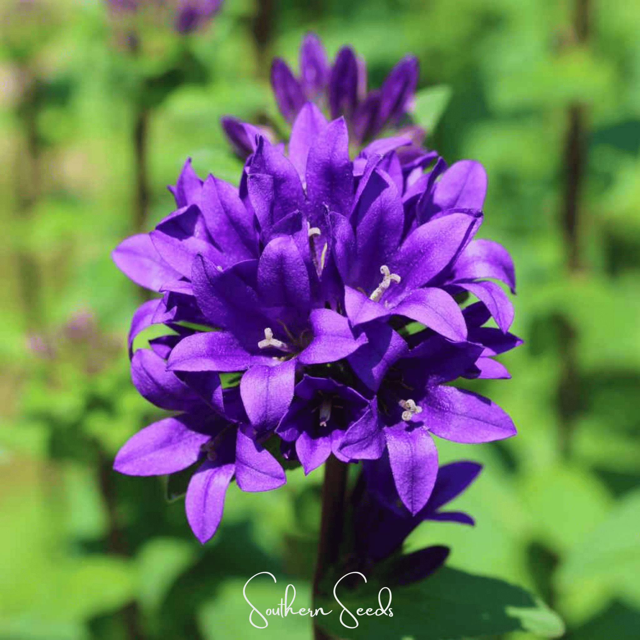 Pixie Patch Seed Collection - 10 Enchanted Varieties seed packet from Seed Therapy – American - grown, heirloom seeds