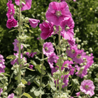 Pixie Patch Seed Collection - 10 Enchanted Varieties seed packet from Seed Therapy – American - grown, heirloom seeds