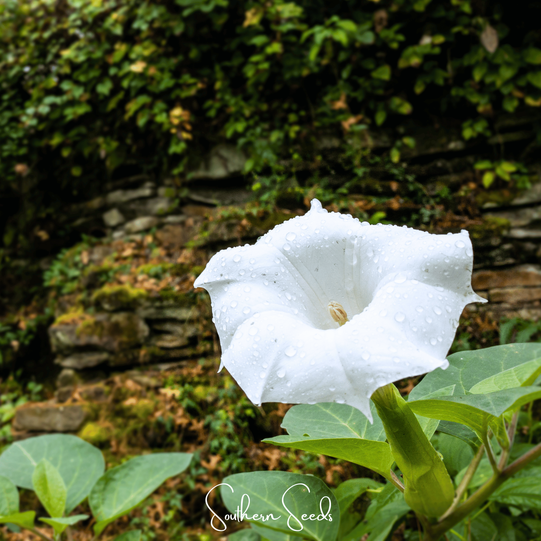 Pixie Patch Seed Collection - 10 Enchanted Varieties seed packet from Seed Therapy – American - grown, heirloom seeds