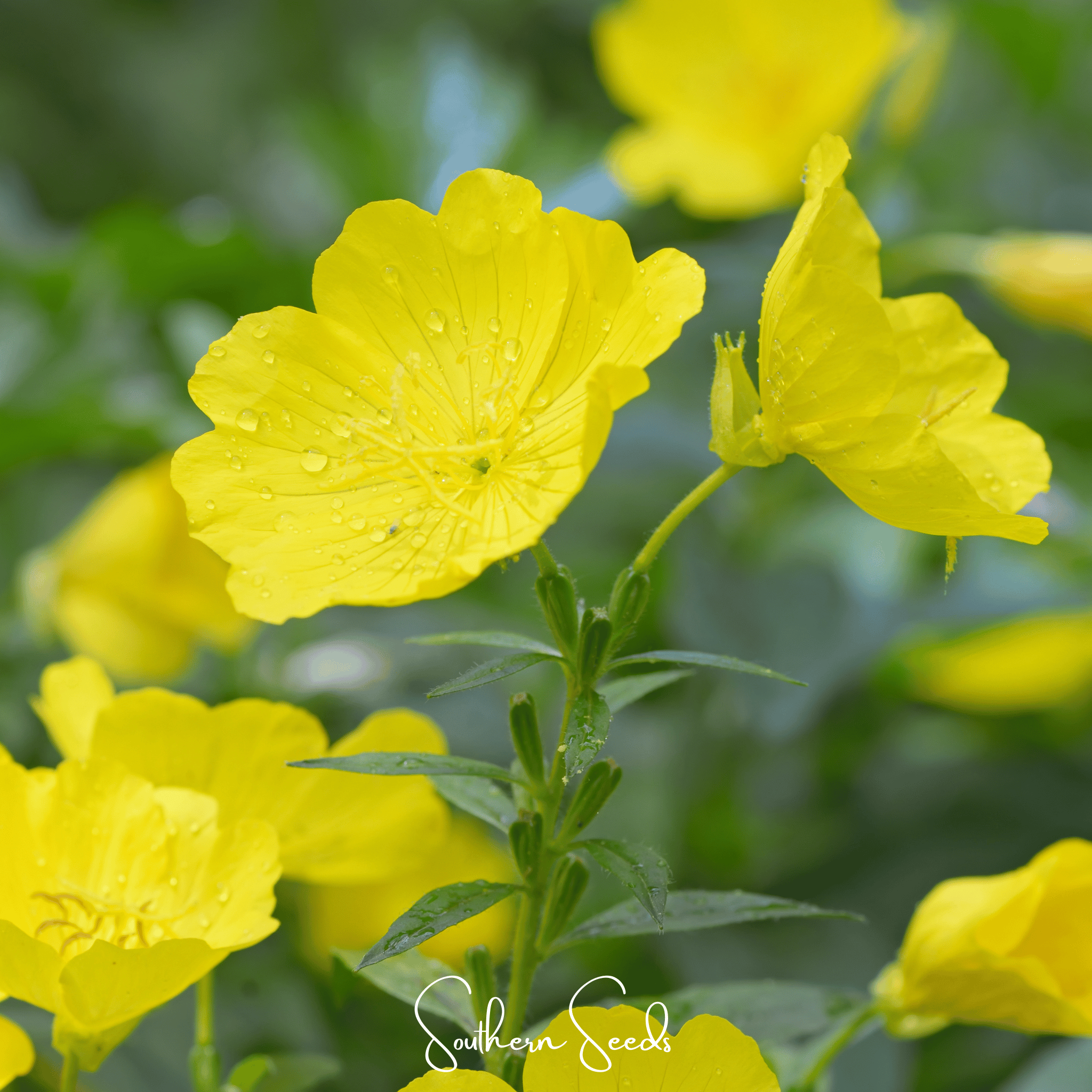 Pixie Patch Seed Collection - 10 Enchanted Varieties seed packet from Seed Therapy – American - grown, heirloom seeds