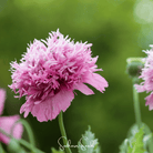 Pixie Patch Seed Collection - 10 Enchanted Varieties seed packet from Seed Therapy – American - grown, heirloom seeds